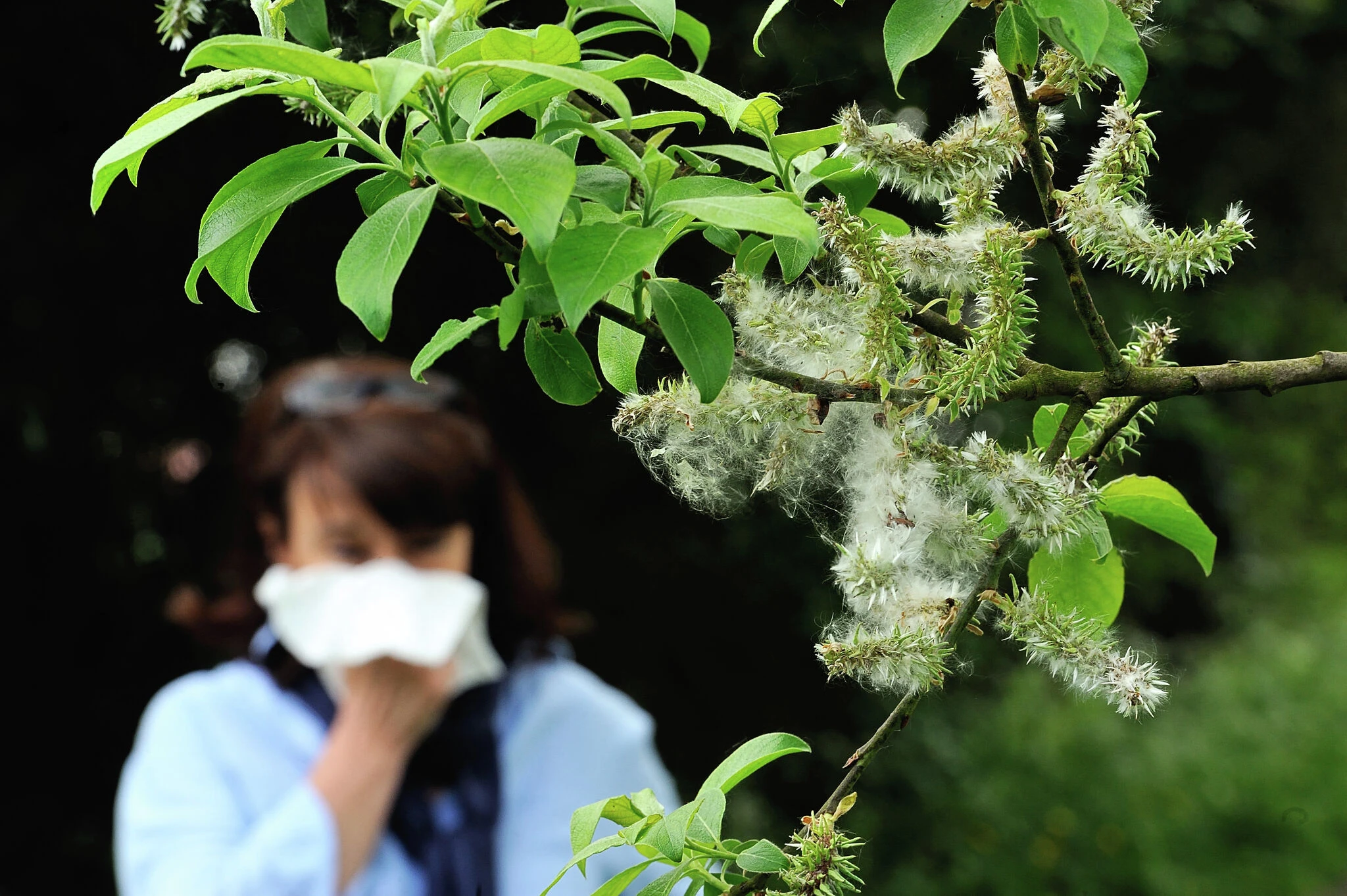 Allergy season in CT has been getting longer since 1970, report finds
