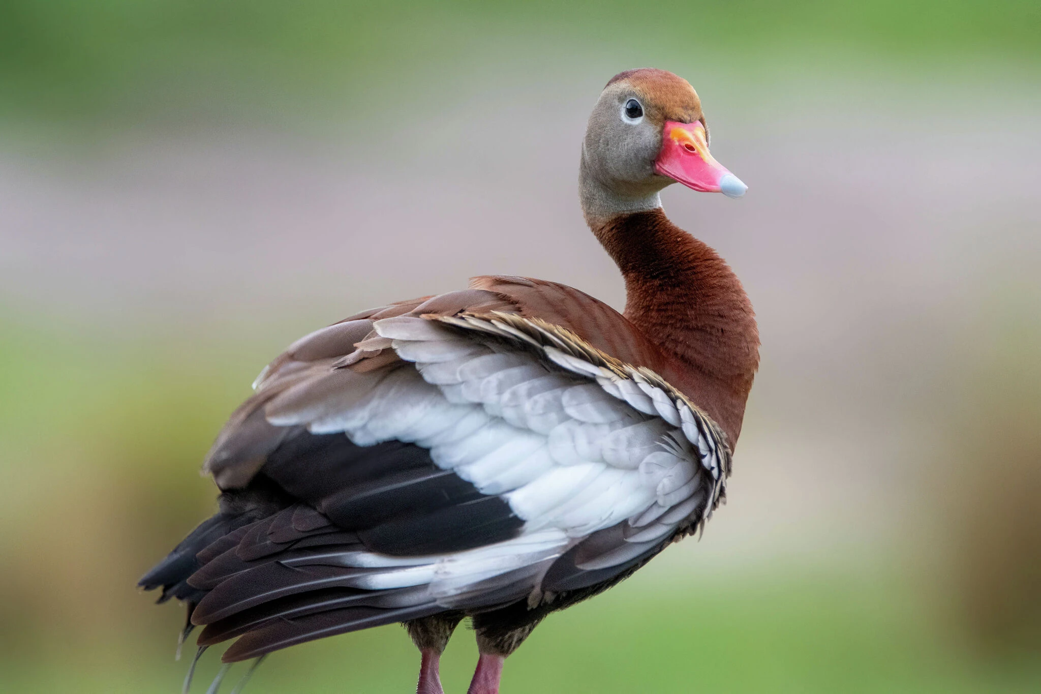 Rare black-bellied whistling ducks spotted in CT. 'Interesting phenomenon.'