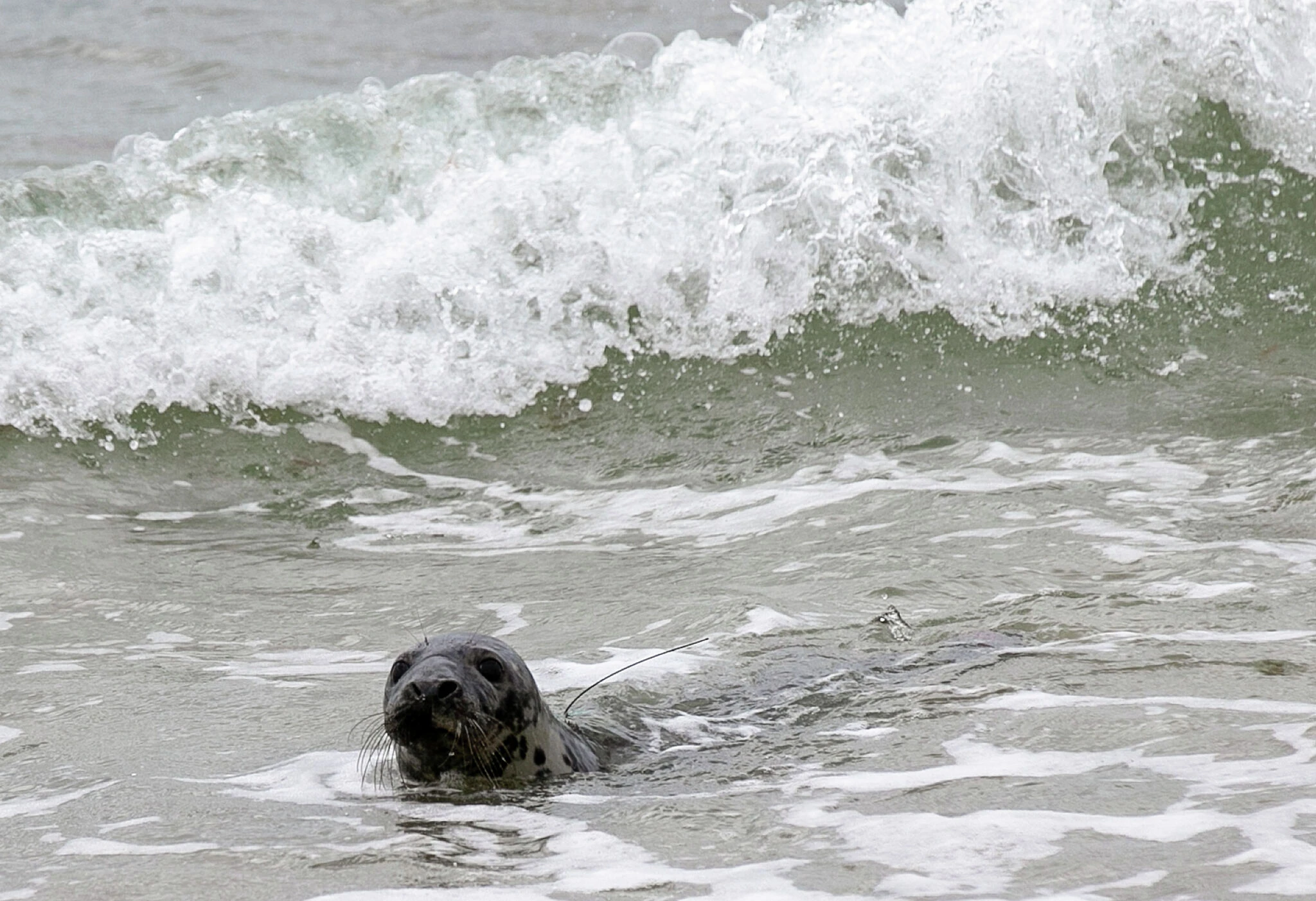 6 gray seals returned to wild by Mystic Aquarium 'honor Chappy's story'