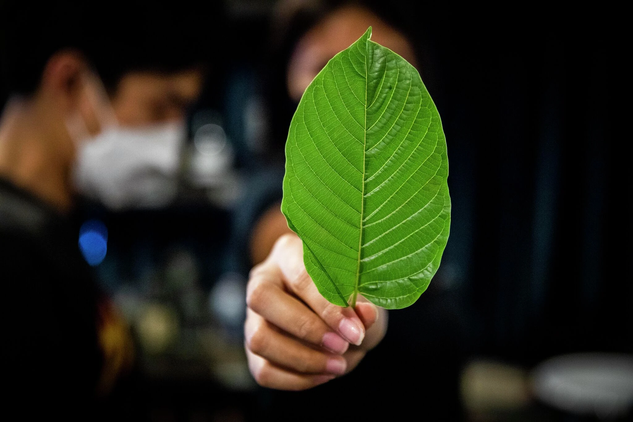 Opinion: Connecticut bill gets kratom all wrong