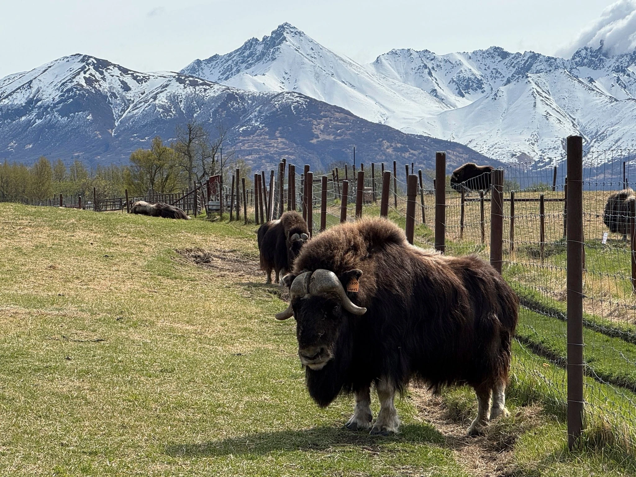 An Alaska Mother's Day tradition: Mingling with ice age survivors on a farm
