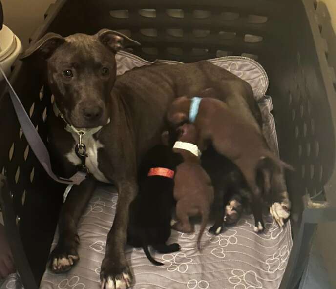 CT animal rescue organization reunites abandoned mother pit bull with puppies