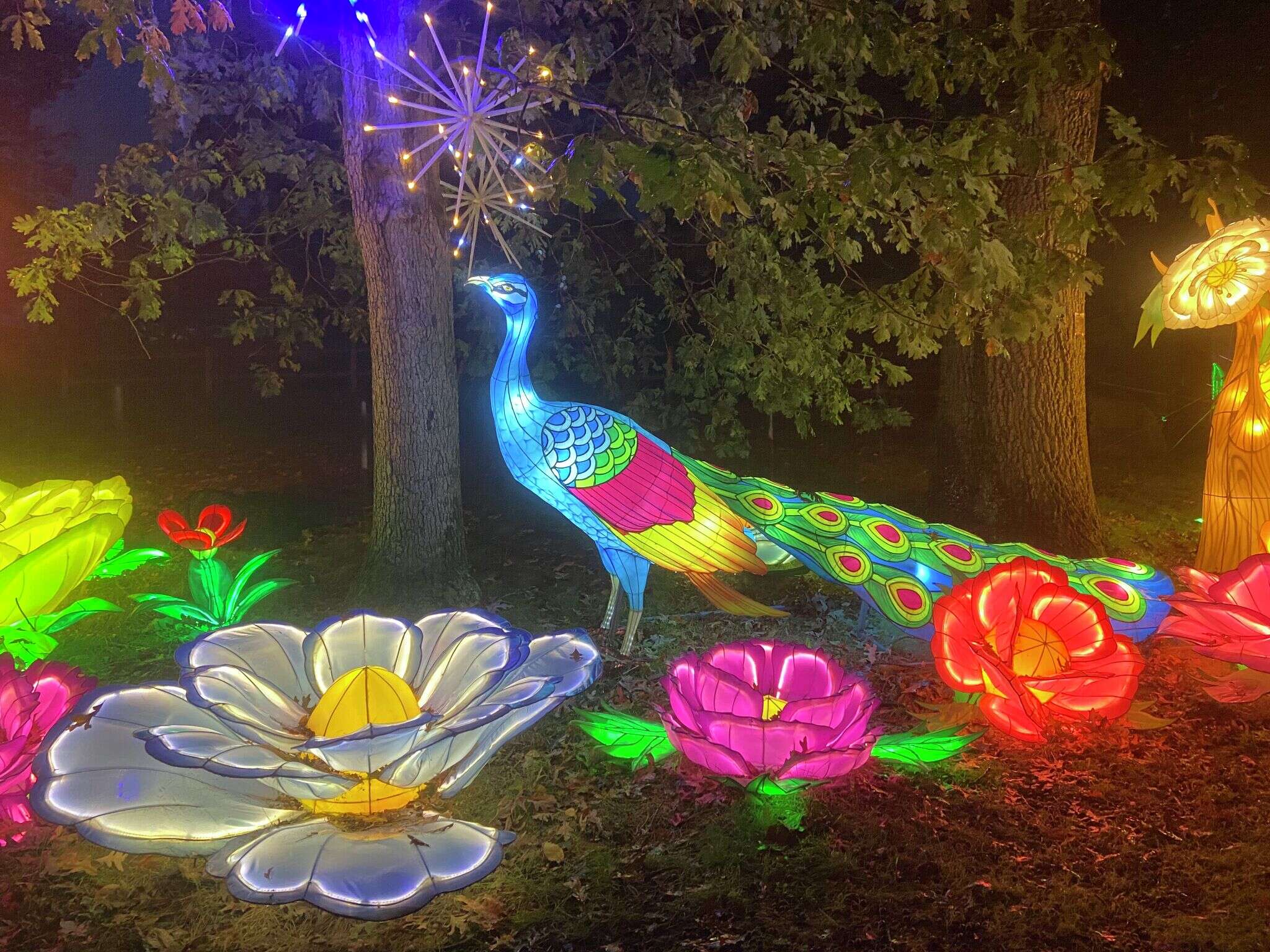 'Glow Wild' lantern festival is coming back to CT's Beardsley Zoo