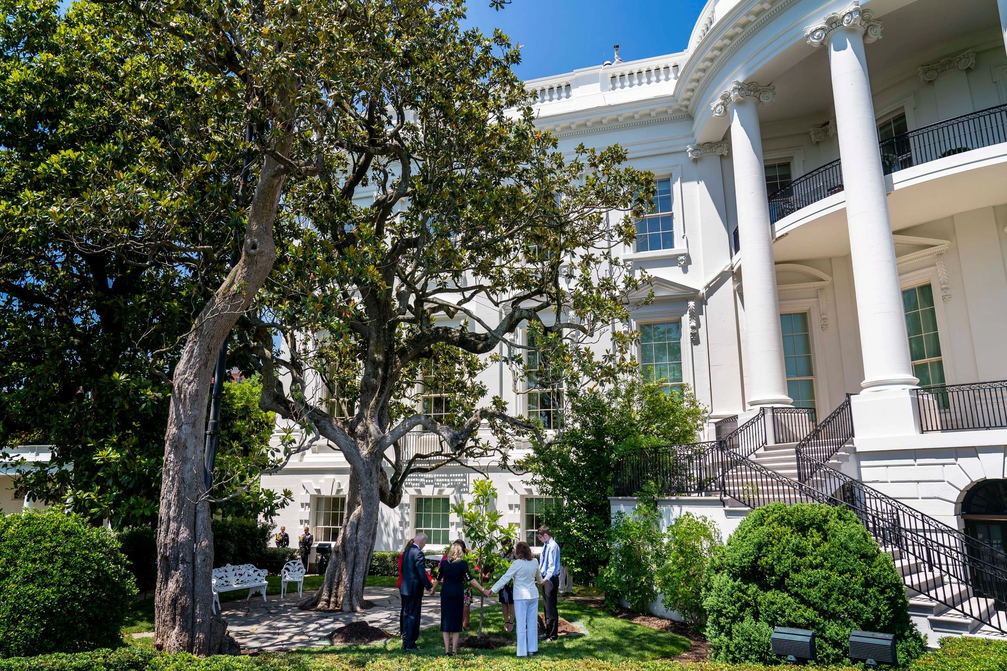 Trump plants sapling to replace tree believed tied to Andrew Jackson