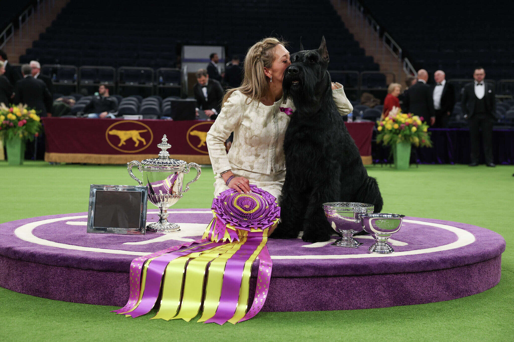 CT's award-winning Giant Schnauzer Monty retires after winning Westminster