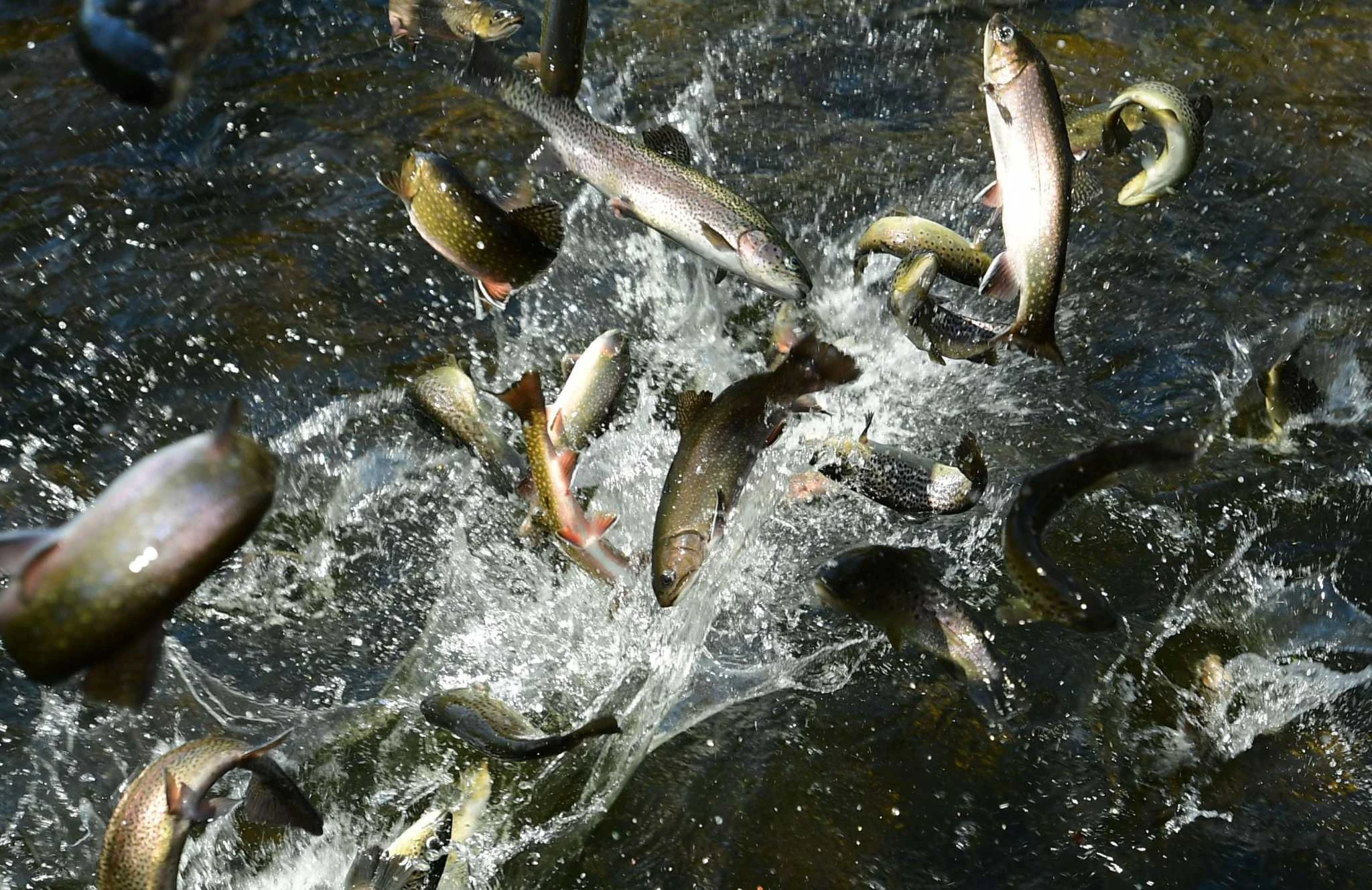 Catch-and-keep trout season is underway in CT. Here's what to know.