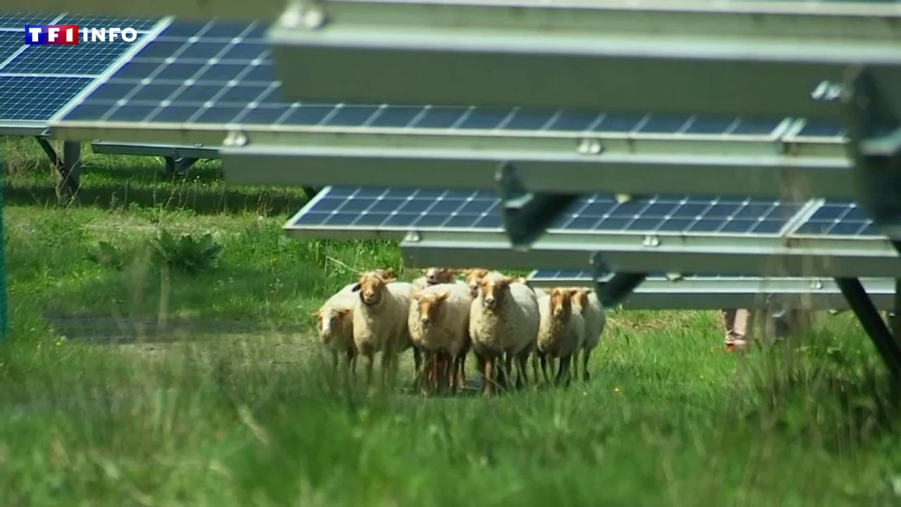 Agrivoltaïsme : voici les règles qui vont encadrer le déploiement de panneaux dans les champs