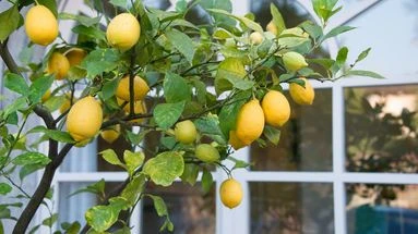 Comment cultiver des citronniers sur son balcon en toute simplicité ?