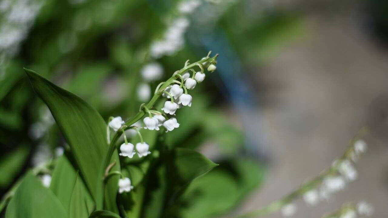 Muguet : les trois règles à respecter si vous en coupez en forêt