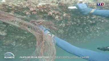 Filets de pêche fantômes : des pièges mortels pour la nature