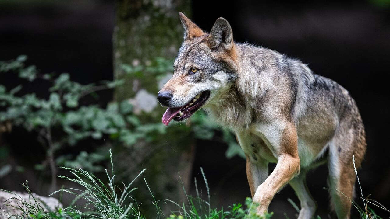 En plein débat sur le statut de l'espèce, l'État présente son nouveau plan Loup