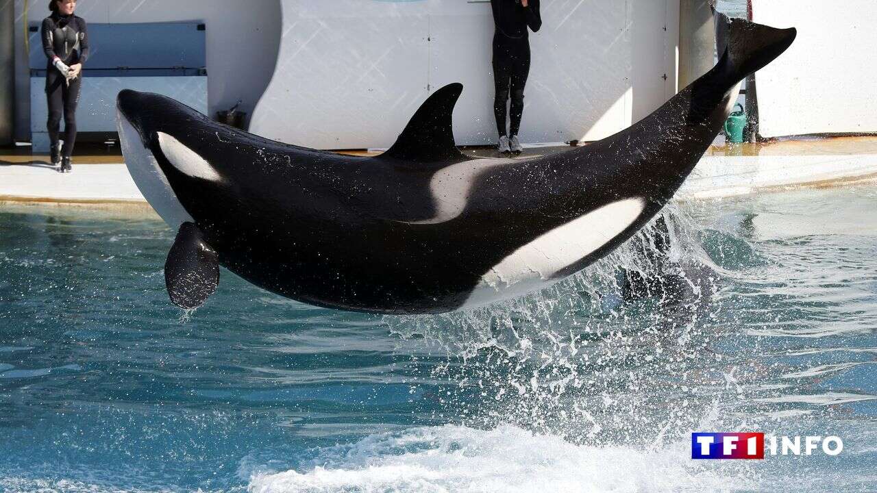 Marineland d'Antibes : l'orque Moana meurt subitement, des analyses ordonnées