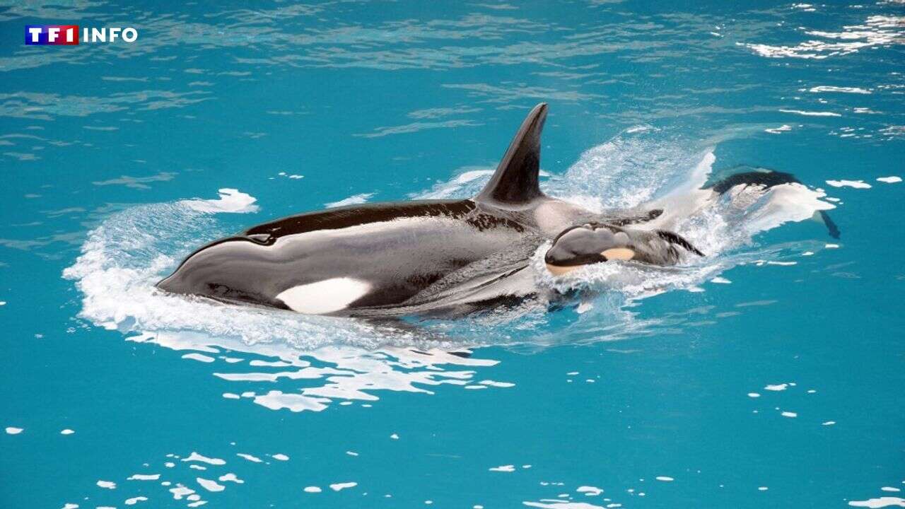 INFO TF1 - Décès d'un bébé dauphin, inspection sur les orques : les explications de Marineland