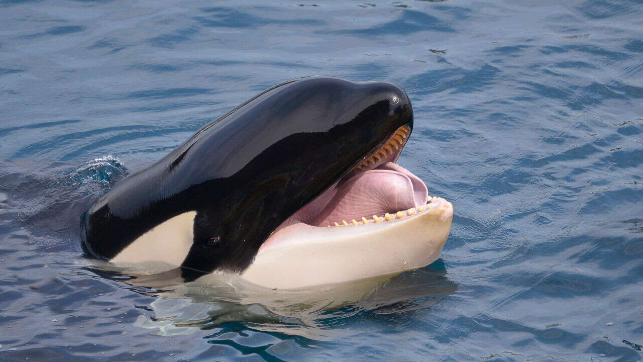 États-Unis : une orque de retour dans ses eaux natales après plus de 50 de captivité