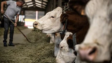 Maintenir l'herbe dans l'alimentation des vaches est essentiel pour faire de bons fromages