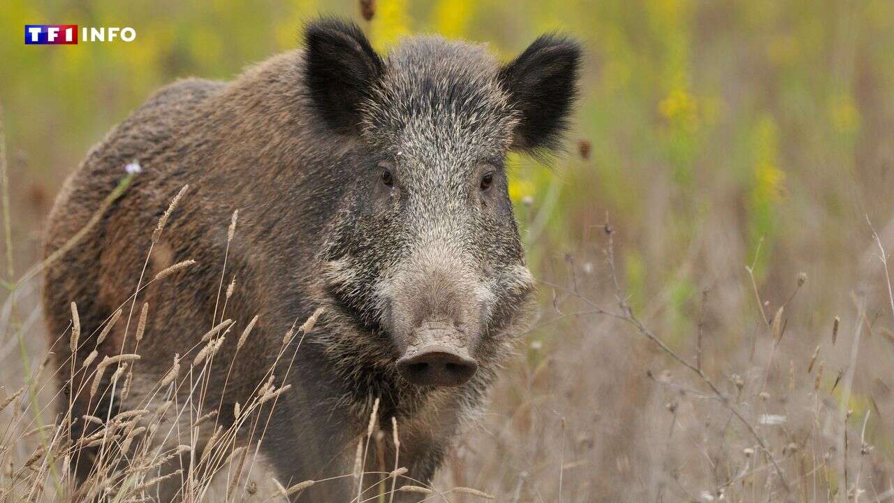 Une retraitée sérieusement blessée par un sanglier dans son jardin en Indre-et-Loire