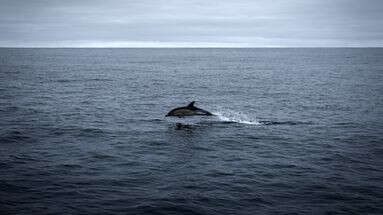 Golfe de Gascogne : les captures mortelles de dauphins divisées par quatre lors du mois sans pêche