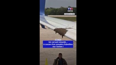 Un vol est retardé... à cause d'un essaim d'abeilles sur l'avion !