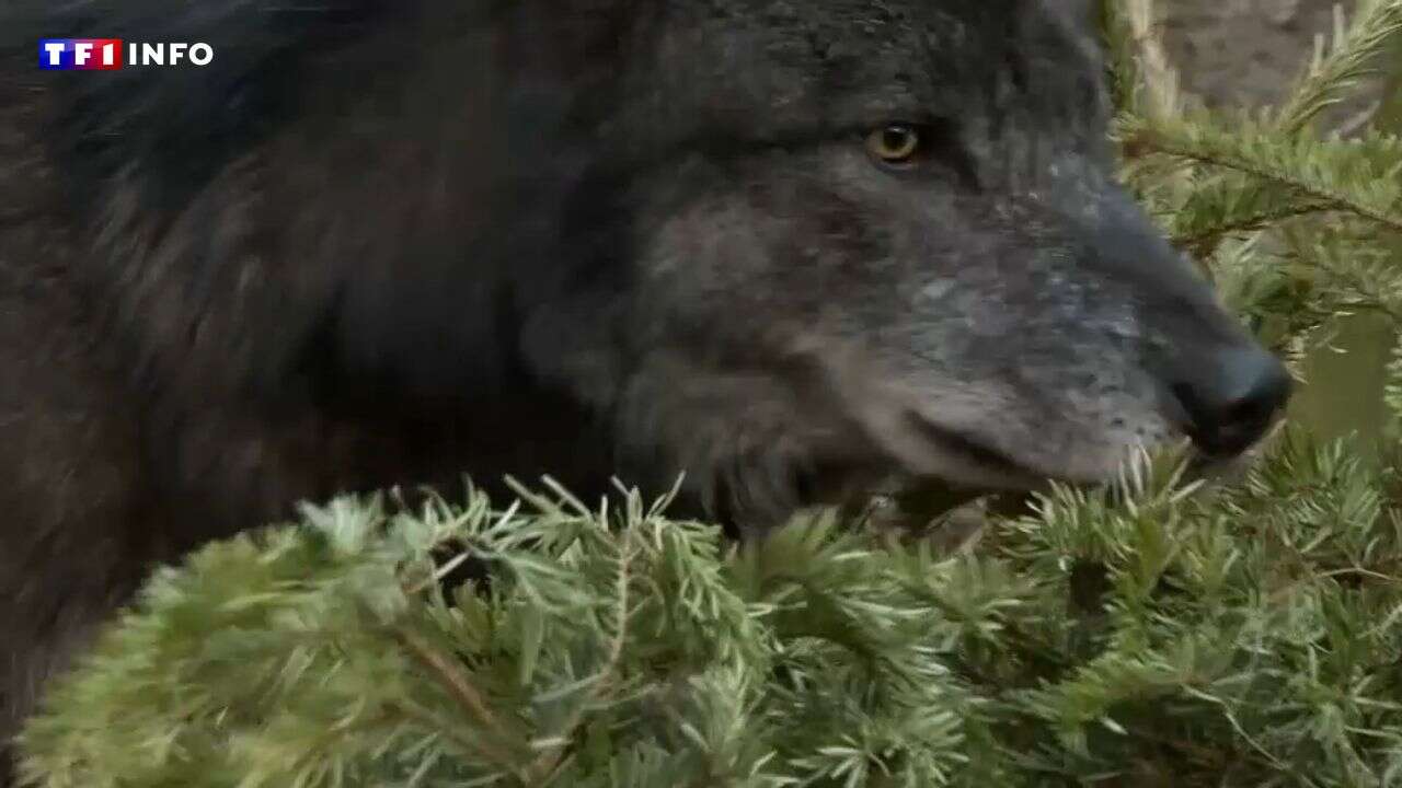 VIDÉO - Les sapins recyclés font aussi le bonheur... des loups