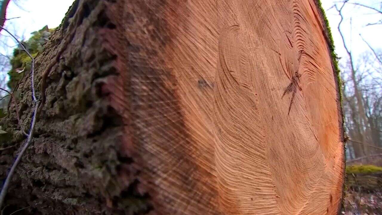 VIDÉO - Les pilleurs de bois, un fléau des forêts françaises