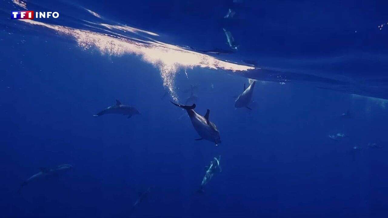 Captures accidentelles de dauphins : le Conseil d'État suspend les dérogations à la fermeture de la pêche