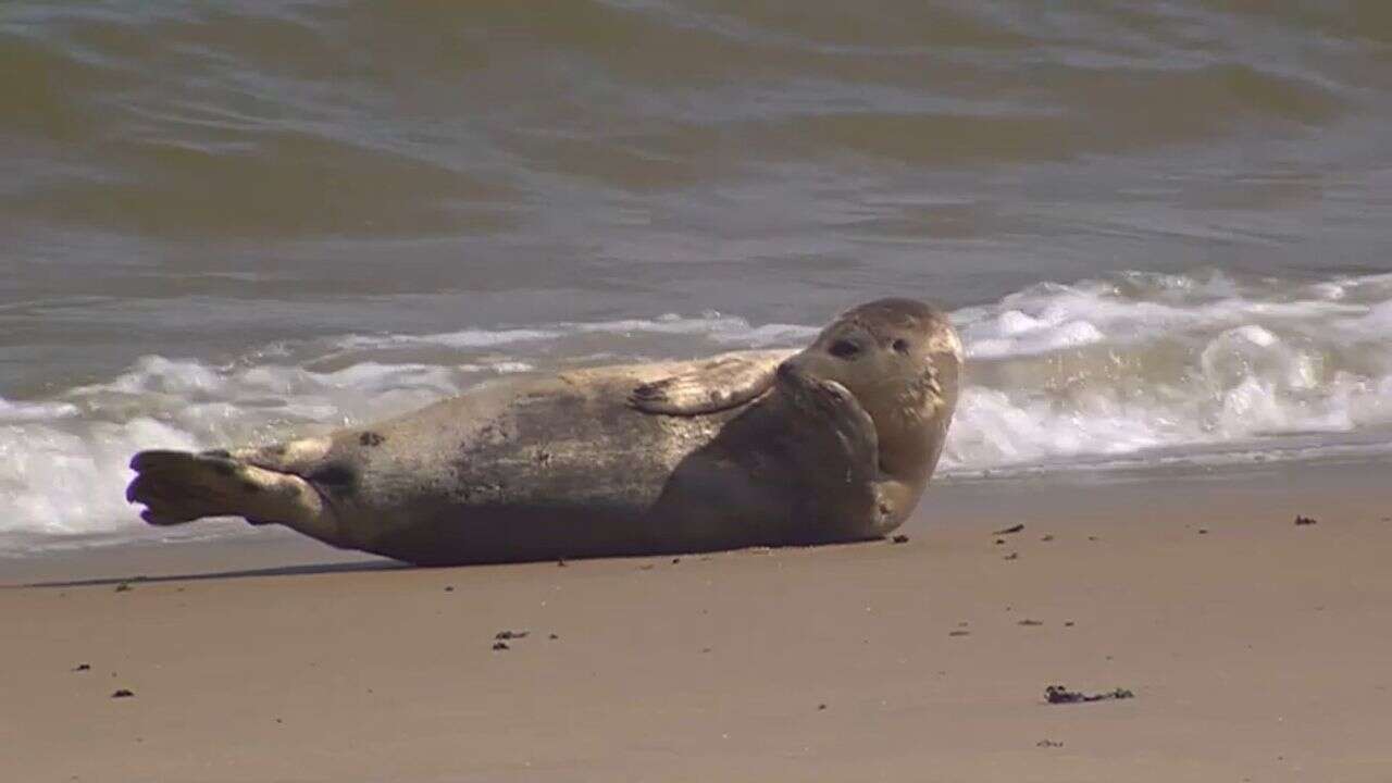 VIDÉO - À Ostende, les phoques ont leur propre plage privée