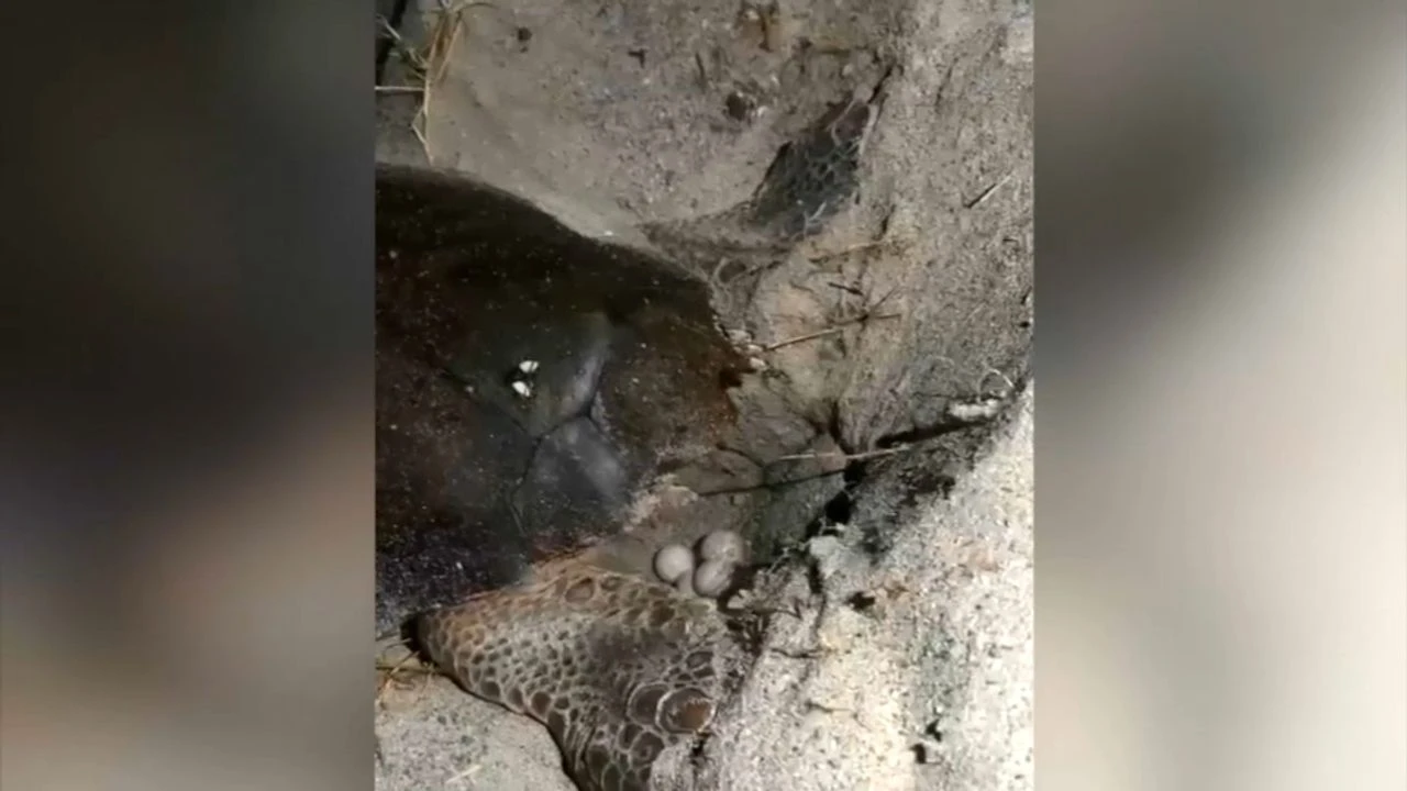 VIDÉO - Des tortues de mer viennent pondre en Corse, les œufs sous haute surveillance