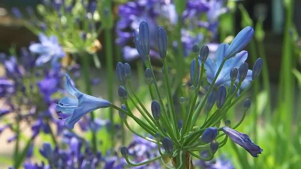 VIDÉO - Un jardin (presque) sans une goutte d'eau : les secrets pour profiter de jolies fleurs en plein été