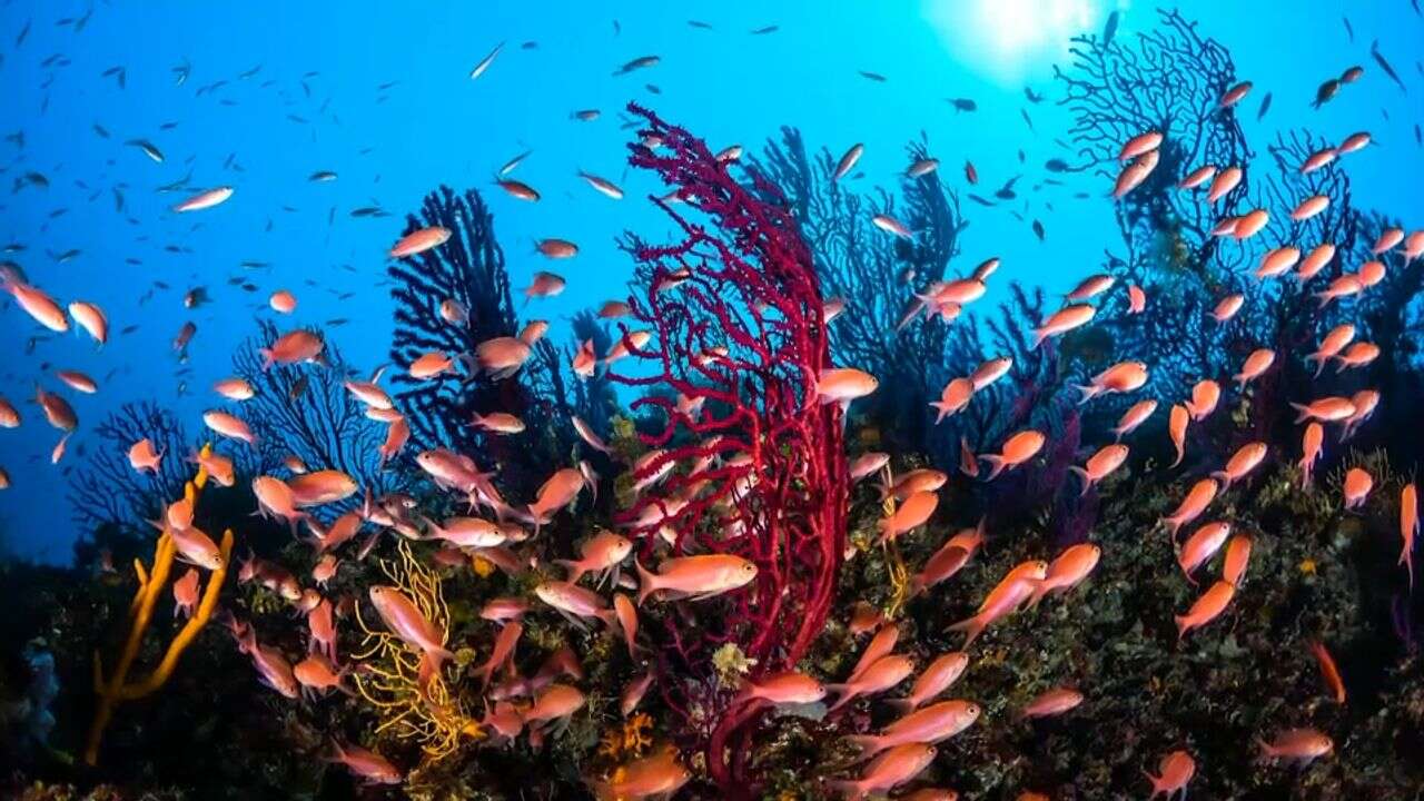 VIDÉO - Rorquals, corail : les trésors en péril de la Méditerranée