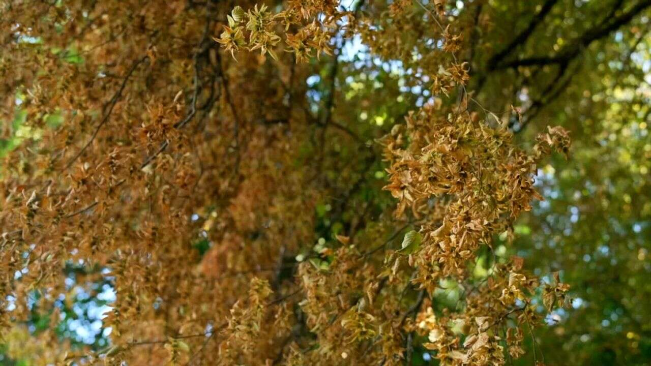 VIDÉO - Après la canicule, les arbres sont déjà aux couleurs de l'automne