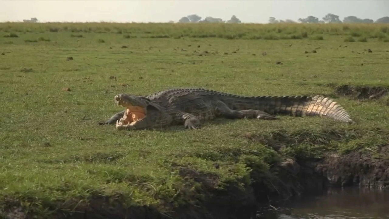 VIDÉO - Gorilles, crocodiles, hippopotames : voyage en Afrique, au plus près d'une faune exceptionnelle