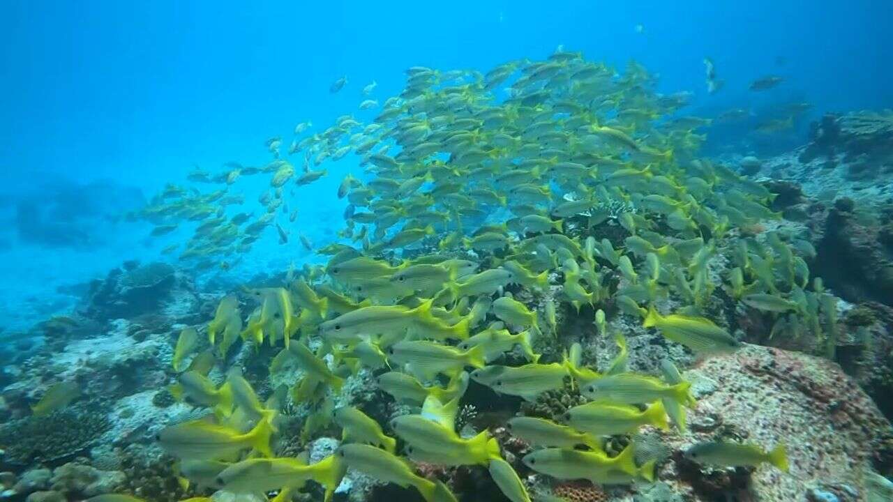 VIDÉO - Vingt mille lieues sous les mers, dans les eaux cristallines des Seychelles