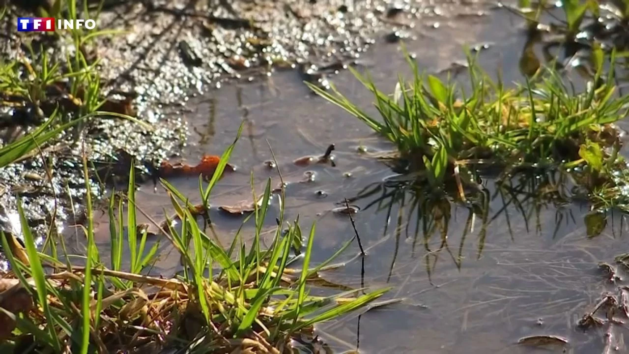 VIDÉO - Nappes phréatiques : après les fortes pluies des derniers jours, ça déborde par endroit