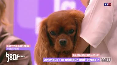 La maison Bonjour : Animaux, les meilleurs anti-stress ?