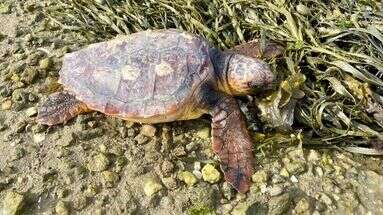 Charente-Maritime : pourquoi autant de tortues s'échouent-elles sur la côte atlantique ?