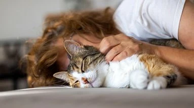 Connaissez-vous tous les animaux qui peuvent ronronner comme un chat ?