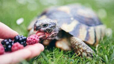 Quelle race de tortue terrestre privilégier pour son jardin ?