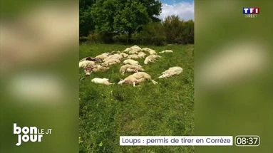 Loups : permis de tirer en Corrèze