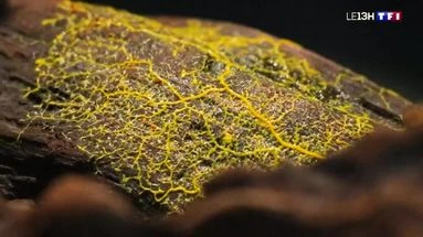 Blob : un petit génie sans cerveau