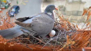 Déplacer ou détruire le nid de pigeon sur votre balcon peut vous coûter cher