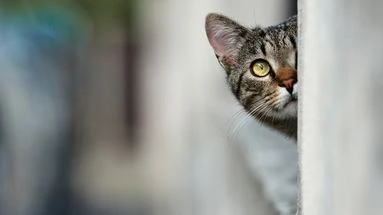 Le chat n'est pas maître en son royaume : qui sont ses potentiels prédateurs quand il est dans la nature ?