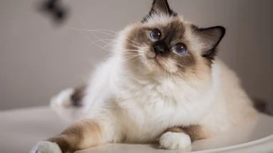 Et si votre chat vous reconnaissait surtout à votre odeur ? Ce que révèle une nouvelle étude scientifique