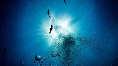 La Méditerranée se réchauffe : quels effets sur les espèces locales ?
