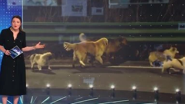 VÉRIF' - L'odyssée de sept chiens sur un bord de route en Chine est-elle une histoire authentique ?