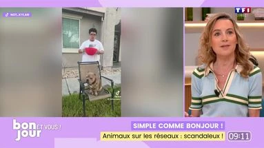 Simple comme Bonjour ! : Animaux sur les réseaux, scandaleux !