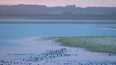 Près de 50 oiseaux ramassés morts chaque jour : que se passe-t-il sur les bords de ce lac de Haute-Marne ?