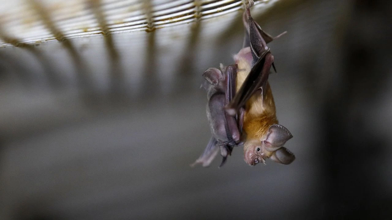 Creuse : la découverte d'une chauve-souris rare sonne le glas d'un projet éolien