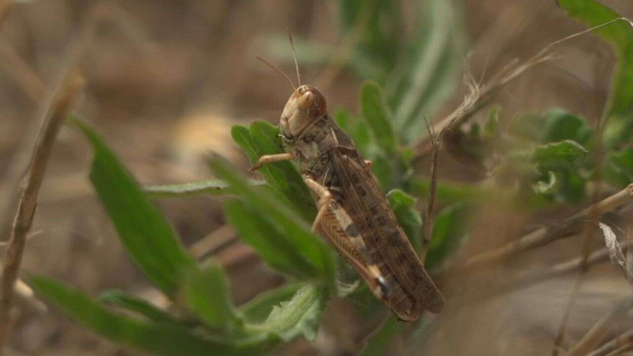 VIDÉO - Italie : nouvelle invasion impressionnante de sauterelles en Sardaigne