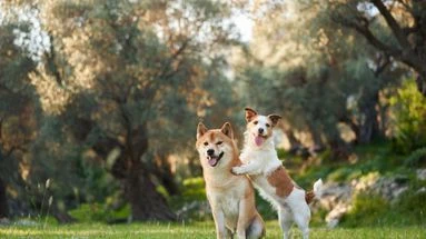 Pourquoi il ne faut pas négliger la vie sociale de votre chien ?