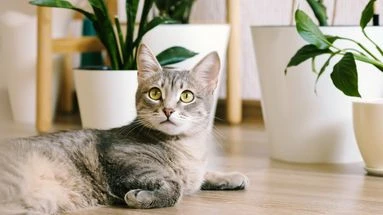 Dois-je déclarer mon animal de compagnie à mon assurance ?